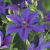 FLORASELF Bosrank Clematis-Cultivars 'Mrs, N, Thompson' H 50-70 Cm -FLORASELF Verkoop DV 8 10512744 01 4c DE 20211201101654