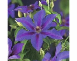 FLORASELF Bosrank Clematis-Cultivars 'Mrs, N, Thompson' H 50-70 Cm