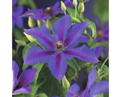 FLORASELF Bosrank Clematis-Cultivars 'Mrs, N, Thompson' H 50-70 Cm 3 FLORASELF Bosrank Clematis-Cultivars 'Mrs, N, Thompson' H 50-70 Cm