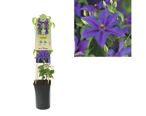 FLORASELF Bosrank Clematis-Cultivars 'Mrs, N, Thompson' H 50-70 Cm 4 FLORASELF Bosrank Clematis-Cultivars 'Mrs, N, Thompson' H 50-70 Cm - Afbeelding 2