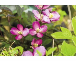 FLORASELF Bosrank Clematis Montana 'Van Gogh' Potmaat Ø 16 Cm H 40-70 Cm