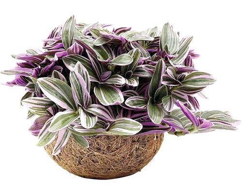 FLORASELF Kokodama Hanger Callisia Sweetness Potmaat Ø 15 Cm H 20 Cm 3 FLORASELF Kokodama Hanger Callisia Sweetness Potmaat Ø 15 Cm H 20 Cm