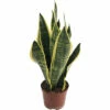 FLORASELF Vrouwentong Sanseveria Superba Potmaat Ø 14 Cm H 35-45 Cm -FLORASELF Verkoop DV 8 10513360 01 4c DE 20220107051652