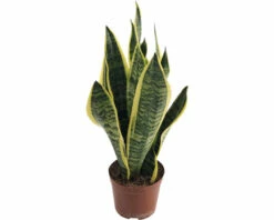FLORASELF Vrouwentong Sanseveria Superba Potmaat Ø 14 Cm H 35-45 Cm