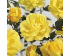 FLORASELF Klimroos Rosa 'Golden Showers' Potmaat Ø 14 Cm H 90-110 Cm