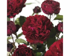 FLORASELF Klimroos Rosa 'Nadia' Renaissance Potmaat Ø 18 Cm H 90-110 Cm