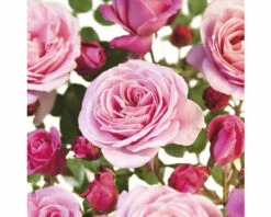 FLORASELF Klimroos Rosa 'Our Last Summer' Potmaat Ø 14 Cm H 90-110 Cm