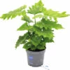 FLORASELF Philodendron Karma Shangri-lah Potmaat Ø 17 Cm H 40-55 Cm -FLORASELF Verkoop DV 8 10521600 01 4c DE 20220113084753