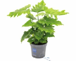 FLORASELF Philodendron Karma Shangri-lah Potmaat Ø 17 Cm H 40-55 Cm