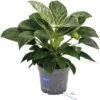 FLORASELF Philodendron White Wave Potmaat Ø 17 Cm H 50-60 Cm -FLORASELF Verkoop DV 8 10528321 02 4c DE 20220714134656
