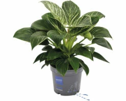 FLORASELF Philodendron White Wave Potmaat Ø 17 Cm H 50-60 Cm