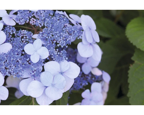 FLORASELF Boerenhortensia Hydrangea 'Endless Summer Original' Pink Potmaat Ø 14 Cm H 5-10 Cm 4 FLORASELF Boerenhortensia Hydrangea 'Endless Summer Original' Pink Potmaat Ø 14 Cm H 5-10 Cm - Afbeelding 2