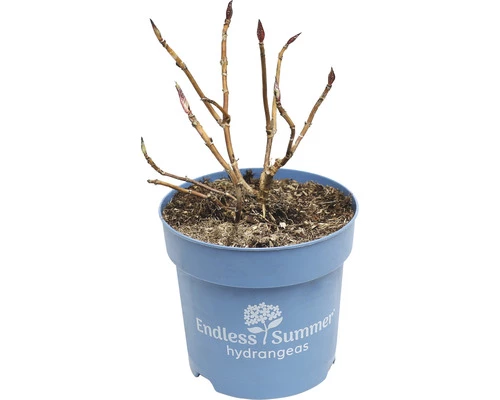 FLORASELF Boerenhortensia Hydrangea 'Endless Summer Original' Pink Potmaat Ø 14 Cm H 5-10 Cm 3 FLORASELF Boerenhortensia Hydrangea 'Endless Summer Original' Pink Potmaat Ø 14 Cm H 5-10 Cm