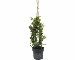 FLORASELF Klimroos Rosy Boom 'Rose' Potmaat Ø 26 Cm H 90-110 Cm