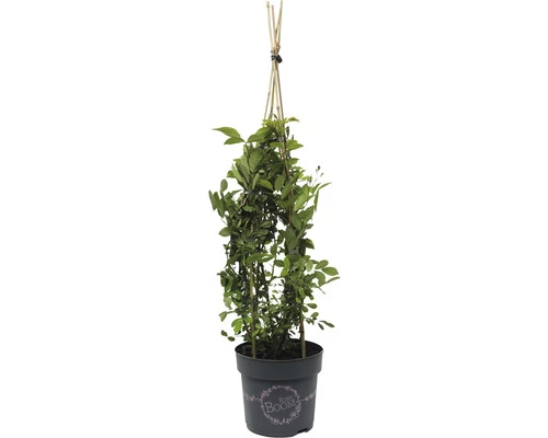 FLORASELF Klimroos Rosy Boom 'Rose' Potmaat Ø 26 Cm H 90-110 Cm 3 FLORASELF Klimroos Rosy Boom 'Rose' Potmaat Ø 26 Cm H 90-110 Cm