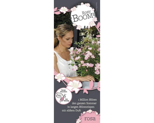 FLORASELF Klimroos Rosy Boom 'Rose' Potmaat Ø 26 Cm H 90-110 Cm 4 FLORASELF Klimroos Rosy Boom 'Rose' Potmaat Ø 26 Cm H 90-110 Cm - Afbeelding 2