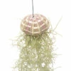 FLORASELF Spaanse Mos Tillandsia Usneoidus 2 FLORASELF Spaanse Mos Tillandsia Usneoidus -FLORASELF Verkoop DV 8 10567005 02 4c NL 20220511171800