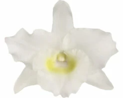 FLORASELF Orchidee Dendrobium Nobile Boomerang Potmaat Ø 11 Cm H 50-60 Cm -FLORASELF Verkoop DV 8 10567009 01 4c NL 20220511111658