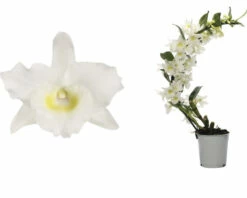 FLORASELF Orchidee Dendrobium Nobile Boomerang Potmaat Ø 11 Cm H 50-60 Cm -FLORASELF Verkoop DV 8 10567009 02 4c NL 20220511111758