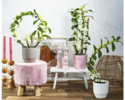 FLORASELF Orchidee Dendrobium Nobile Boomerang Potmaat Ø 11 Cm H 50-60 Cm -FLORASELF Verkoop DV 8 10567009 03 4c NL 20220510104758