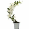 FLORASELF Orchidee Dendrobium Nobile Boomerang Potmaat Ø 11 Cm H 50-60 Cm -FLORASELF Verkoop DV 8 10567009 04 4c NL 20220511111658