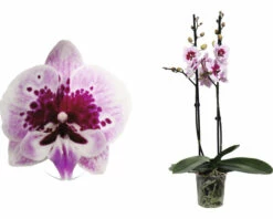 FLORASELF Orchidee Phalaenopsis Alladin 2 Tak Potmaat Ø 12 Cm H 50-60 Cm -FLORASELF Verkoop DV 8 10567013 02 4c NL 20220511171800