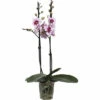 FLORASELF Orchidee Phalaenopsis Alladin 2 Tak Potmaat Ø 12 Cm H 50-60 Cm -FLORASELF Verkoop DV 8 10567013 03 4c NL 20220511111658