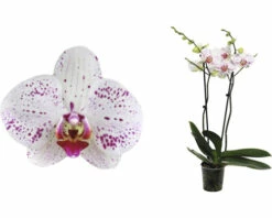 FLORASELF Orchidee Phalaenopsis Goya 2 Tak Potmaat Ø 12 Cm H 50-60 Cm -FLORASELF Verkoop DV 8 10567015 02 4c NL 20220511104651