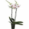 FLORASELF Orchidee Phalaenopsis Goya 2 Tak Potmaat Ø 12 Cm H 50-60 Cm -FLORASELF Verkoop DV 8 10567015 03 4c NL 20220511111658