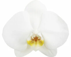 FLORASELF Orchidee Phalaenopsis Independence 2 Tak Potmaat Ø 12 Cm H 50-60 Cm -FLORASELF Verkoop DV 8 10567016 01 4c NL 20220511111658