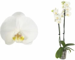 FLORASELF Orchidee Phalaenopsis Independence 2 Tak Potmaat Ø 12 Cm H 50-60 Cm -FLORASELF Verkoop DV 8 10567016 02 4c NL 20220511171800