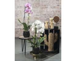 FLORASELF Orchidee Phalaenopsis Independence 2 Tak Potmaat Ø 12 Cm H 50-60 Cm -FLORASELF Verkoop DV 8 10567016 03 4c NL 20220510114757