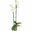 FLORASELF Orchidee Phalaenopsis Independence 2 Tak Potmaat Ø 12 Cm H 50-60 Cm -FLORASELF Verkoop DV 8 10567016 04 4c NL 20220511104651