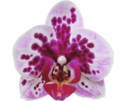 FLORASELF Orchidee Phalaenopsis Multi Rembrandt 2 Tak Potmaat Ø 12 Cm H 50-60 Cm 6 FLORASELF Orchidee Phalaenopsis Multi Rembrandt 2 Tak Potmaat Ø 12 Cm H 50-60 Cm -FLORASELF Verkoop DV 8 10567020 01 4c NL 20220511114652