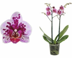 FLORASELF Orchidee Phalaenopsis Multi Rembrandt 2 Tak Potmaat Ø 12 Cm H 50-60 Cm 7 FLORASELF Orchidee Phalaenopsis Multi Rembrandt 2 Tak Potmaat Ø 12 Cm H 50-60 Cm -FLORASELF Verkoop DV 8 10567020 02 4c NL 20220511171700