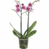 FLORASELF Orchidee Phalaenopsis Multi Rembrandt 2 Tak Potmaat Ø 12 Cm H 50-60 Cm -FLORASELF Verkoop DV 8 10567020 03 4c NL 20220511171800
