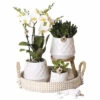 FLORASELF Complete Plantenset Bohemain White -FLORASELF Verkoop DV 8 10573164 01 4c NL 20220624051651