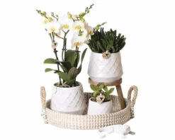 FLORASELF Complete Plantenset Bohemain White