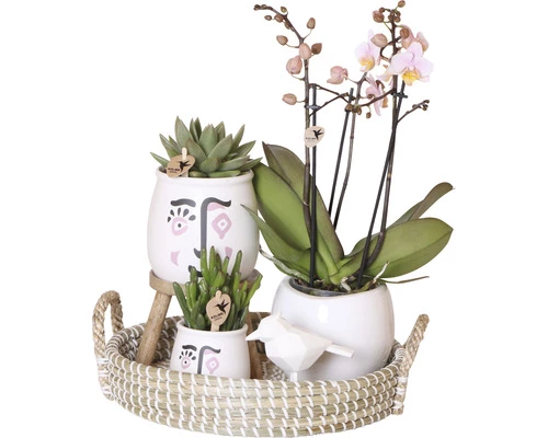 FLORASELF Complete Plantenset Optimism 3 FLORASELF Complete Plantenset Optimism