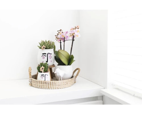 FLORASELF Complete Plantenset Optimism 4 FLORASELF Complete Plantenset Optimism - Afbeelding 2