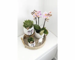 FLORASELF Complete Plantenset Optimism 9 FLORASELF Complete Plantenset Optimism -FLORASELF Verkoop DV 8 10573169 03 4c NL 20220704131755