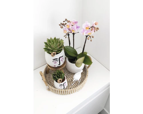 FLORASELF Complete Plantenset Optimism 5 FLORASELF Complete Plantenset Optimism - Afbeelding 3