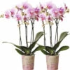 FLORASELF Vlinderorchidee Phalaenopsis Multi Rotterdam Potmaat Ø 9 Cm H 35-40 Cm -FLORASELF Verkoop DV 8 10573171 01 4c NL 20220609051659