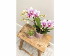 FLORASELF Vlinderorchidee Phalaenopsis Multi Rotterdam Potmaat Ø 9 Cm H 35-40 Cm -FLORASELF Verkoop DV 8 10573171 03 4c NL 20220704121756
