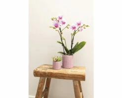FLORASELF Vlinderorchidee Phalaenopsis Multi Rotterdam Potmaat Ø 9 Cm H 35-40 Cm -FLORASELF Verkoop DV 8 10573171 04 4c NL 20220704121756