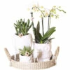FLORASELF Complete Plantenset Sanctuary -FLORASELF Verkoop DV 8 10573176 01 4c NL 20220609051659