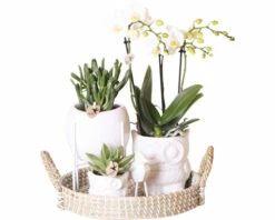 FLORASELF Complete Plantenset Sanctuary