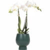 FLORASELF Vlinderorchidee Phaleanopsis Weiss Potmaat Ø 11 Cm H 30-35 Cm In Groene Sierpot Ø 12 Cm 1 FLORASELF Vlinderorchidee Phaleanopsis Weiss Potmaat Ø 11 Cm H 30-35 Cm In Groene Sierpot Ø 12 Cm -FLORASELF Verkoop DV 8 10573179 01 4c NL 20220609051659