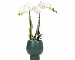 FLORASELF Vlinderorchidee Phaleanopsis Weiss Potmaat Ø 11 Cm H 30-35 Cm In Groene Sierpot Ø 12 Cm
