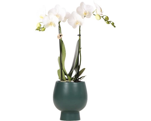 FLORASELF Vlinderorchidee Phaleanopsis Weiss Potmaat Ø 11 Cm H 30-35 Cm In Groene Sierpot Ø 12 Cm 3 FLORASELF Vlinderorchidee Phaleanopsis Weiss Potmaat Ø 11 Cm H 30-35 Cm In Groene Sierpot Ø 12 Cm